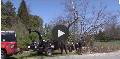 Going out on a limb for Arbor Day