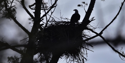 Bald Eagle bonanza in Barrett Twp., Lake Wallenpaupack