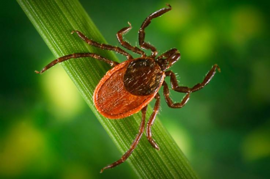 Pentagon may have released weaponized ticks that helped spread of Lyme disease: investigation ordered