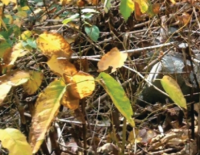 Knocking out knotweed in Mountainhome | Carol Hillestad