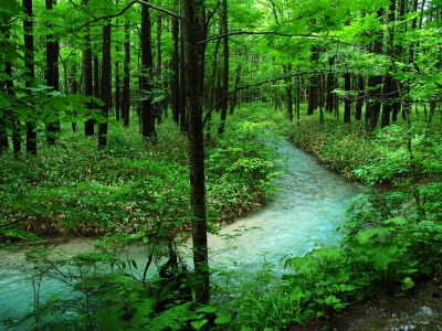 Forest bathing in the Poconos cleans the mind and body